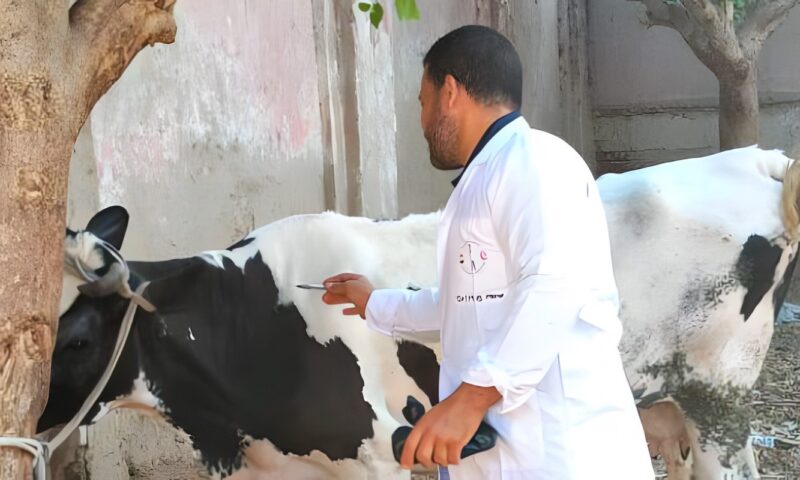 تحصين 77 ألفًا و912 رأس ماشية بالغربية ضد الجلد العقدي وطاعون المجترات الصغيرة