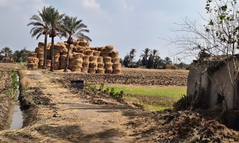 للقضاء على السحابة السوداء.. جمع 146 ألف طن قش أرز فى الشرقية