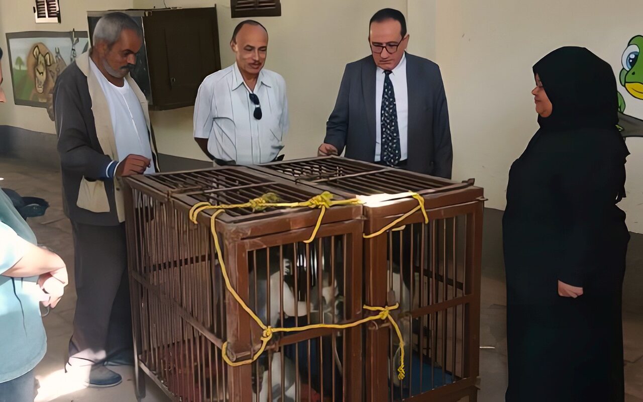 بيطري الشرقية يضبط 8 حيوانات من فصيلة النسناس وإيداعها حديقة الحيوان بقرار النيابة