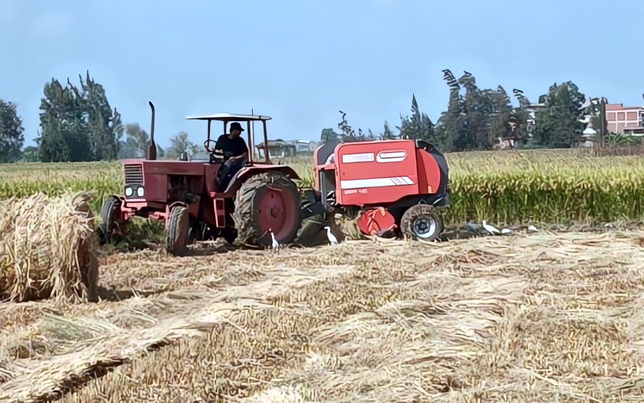 للقضاء على السحابة السوداء.. جمع 206 آلاف طن قش أرز بمراكز ومدن الشرقية