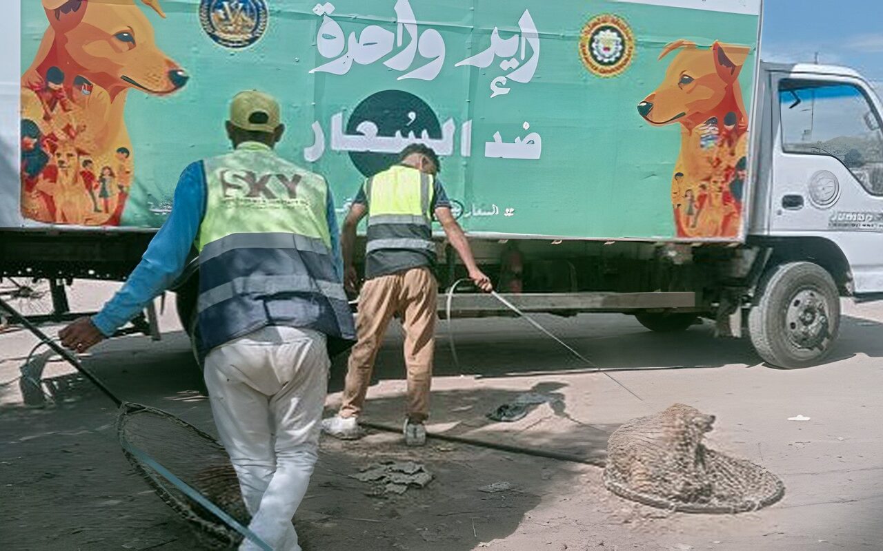 خط ساخن وأماكن للإيواء وتحصين.. إجراءات سوهاج والدقهلية لمواجهة حوادث عقر الكلاب الضالة للمواطنين