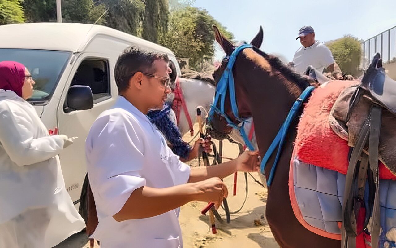موعد بطولة الفروسية الدولية بالأهرامات.. تفاصيل استعدادات الزراعة البيطرية