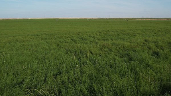 2.2 مليون فدان ومدينة صناعية.. كيف تدعم مشروعات مستقبل مصر الإنتاج المحلي؟