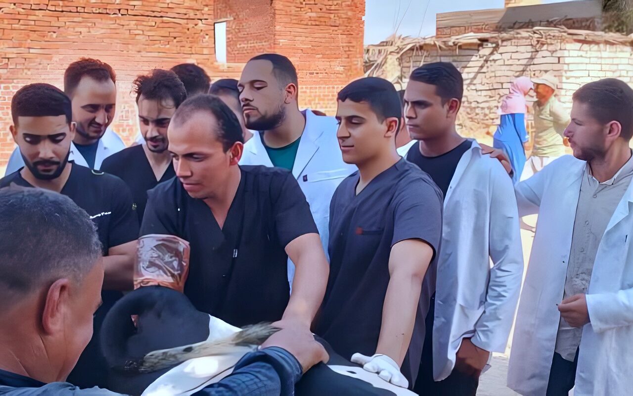 لدعم اللحوم والألبان.. «الزراعة» توسع برامج تحسين سلالات الماشية