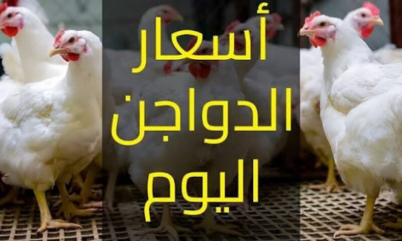 ارتفاع أسعار الدواجن 21% في أكتوبر 2026.. والتجار: تصحيح وسعر عادل بعد التراجعات الكبيرة