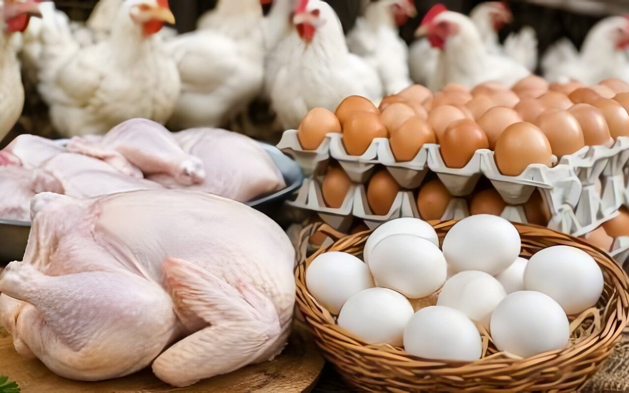 بكام الفراخ انهاردة؟.. ارتفاع جديد في أسعار الدواجن اليوم الأحد بالأسواق