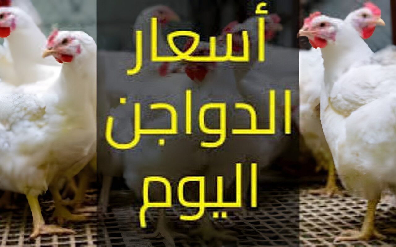 البيضاء بـ87 جنيها.. أسعار الدواجن اليوم الإثنين