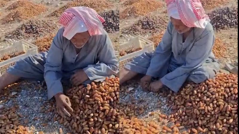 إيد تتلف في حرير، حكاية “عم أحمد النجعاوي” مع فرز وتنظيف التمور في قنا (فيديو)