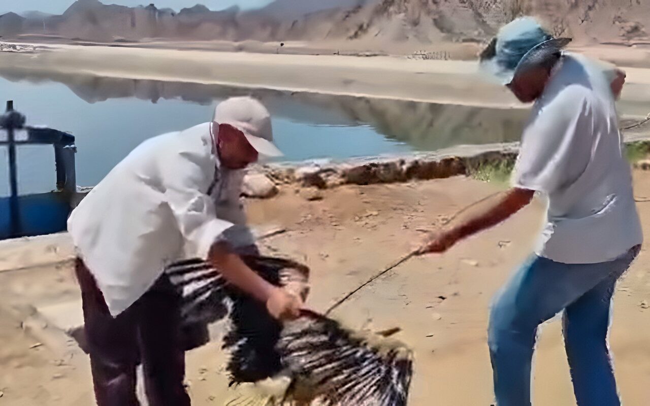 «الراحمون يرحمهم الله».. يدٌ تنقذ لقلقًا مهاجرًا من الموت في شرم الشيخ