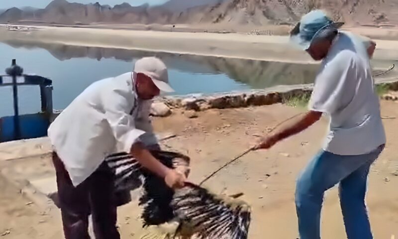 «الراحمون يرحمهم الله».. يدٌ تنقذ لقلقًا مهاجرًا من الموت في شرم الشيخ