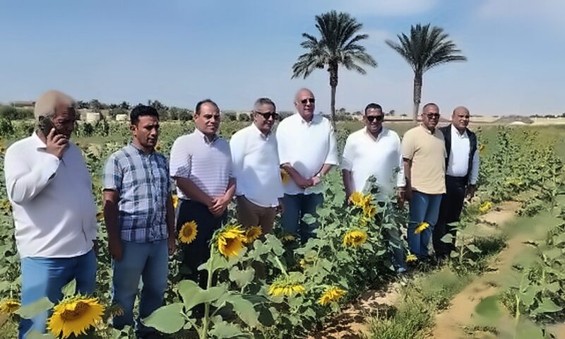 عباد الشمس بالمياه المالحة.. رئيس بحوث الصحراء يتفقد التجارب الزراعية.. ويدعم التنمية المستدامة برأس سدر