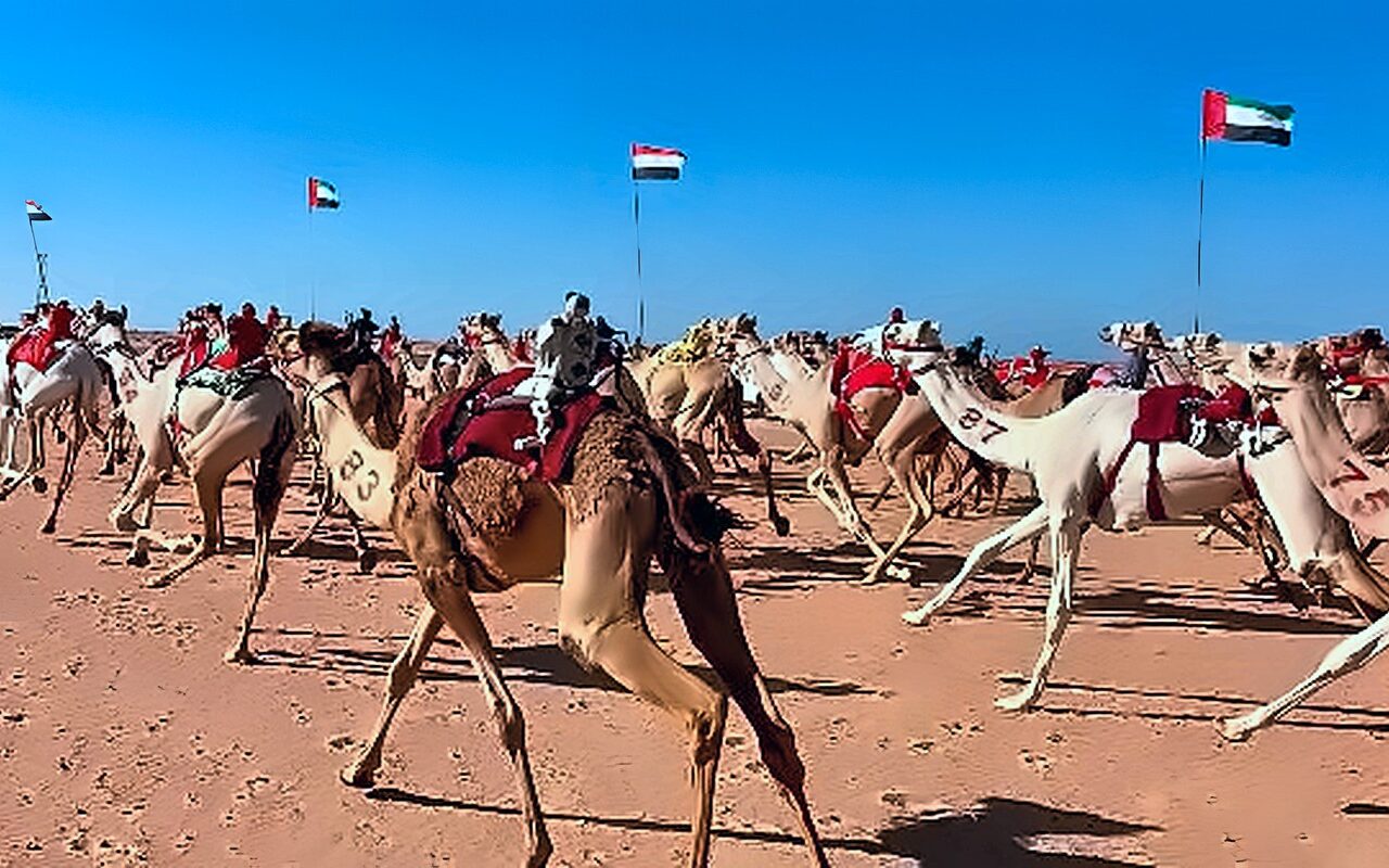 درع الزعامة يشعل حماس قبائل الهجن.. شرم الشيخ تستعد لمهرجان أكتوبر بمشاركة 12 قبيلة