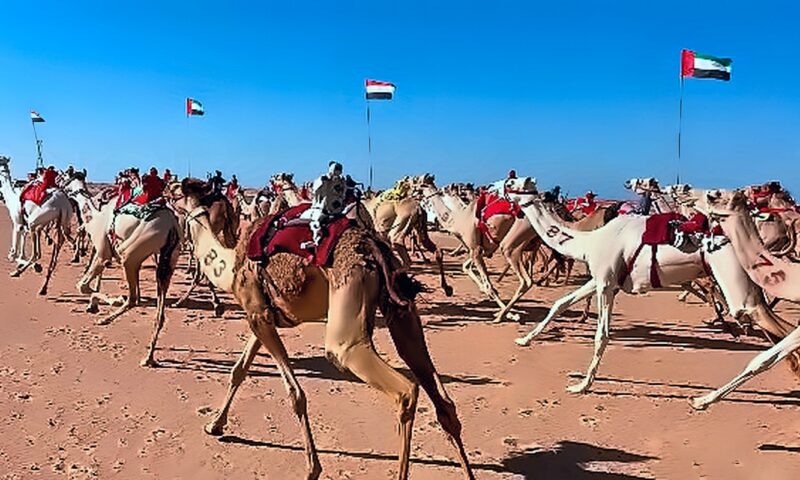 درع الزعامة يشعل حماس قبائل الهجن.. شرم الشيخ تستعد لمهرجان أكتوبر بمشاركة 12 قبيلة
