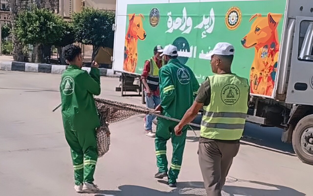 الدقهلية.. حملات مكثفة لمواجهة الكلاب الضالة بمدينة جمصة