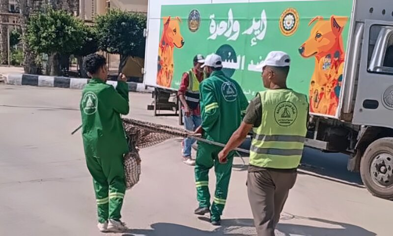 الدقهلية.. حملات مكثفة لمواجهة الكلاب الضالة بمدينة جمصة