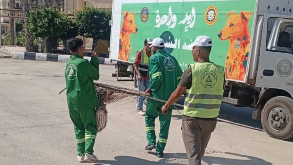 الدقهلية.. حملات مكثفة لمواجهة الكلاب الضالة بمدينة جمصة