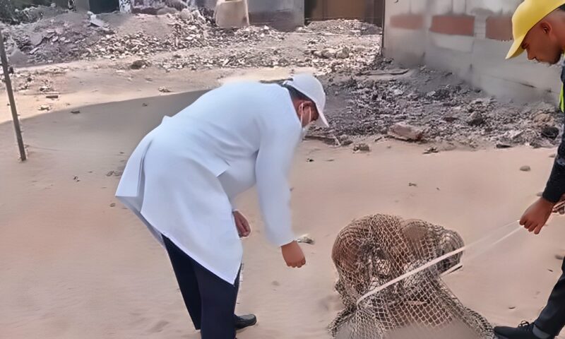 استجابة لشكاوى المواطنين.. محافظ الدقهلية يتابع حملات مواجهة الكلاب الضالة بحي غرب