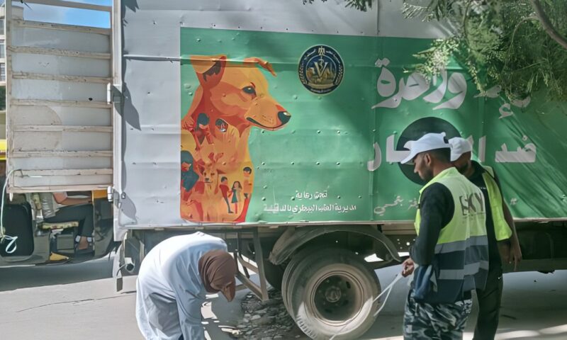الدقهلية.. تكثيف الحملات بالمناطق الأكثر تعرضا لانتشار الكلاب الضالة