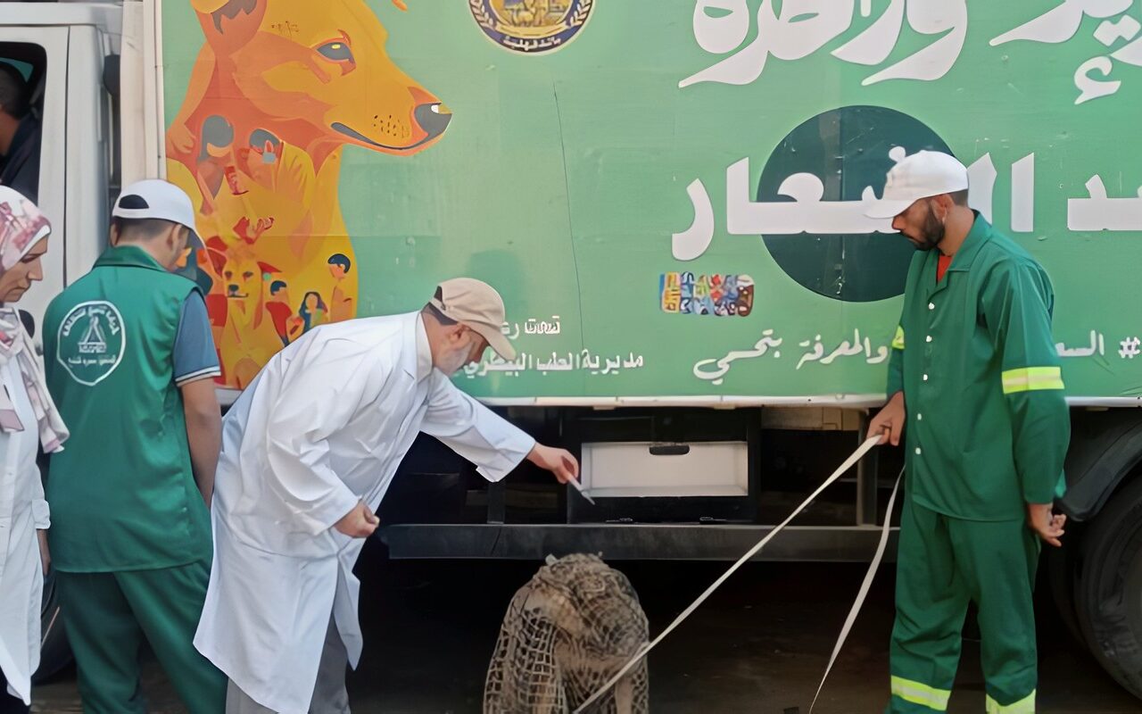 حملة لمواجهة الكلاب الضالة بقرية أخطاب في أجا بالدقهلية