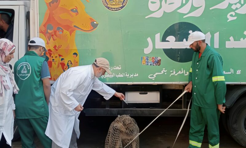 حملة لمواجهة الكلاب الضالة بقرية أخطاب في أجا بالدقهلية