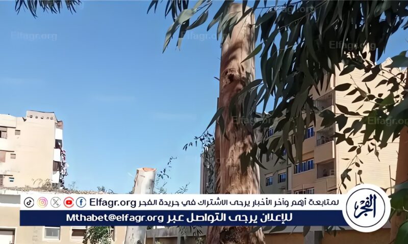 إحالة مسؤلي مدرستين إلى التحقيق بسبب قطع الأشجار المعمرة بشوهاج