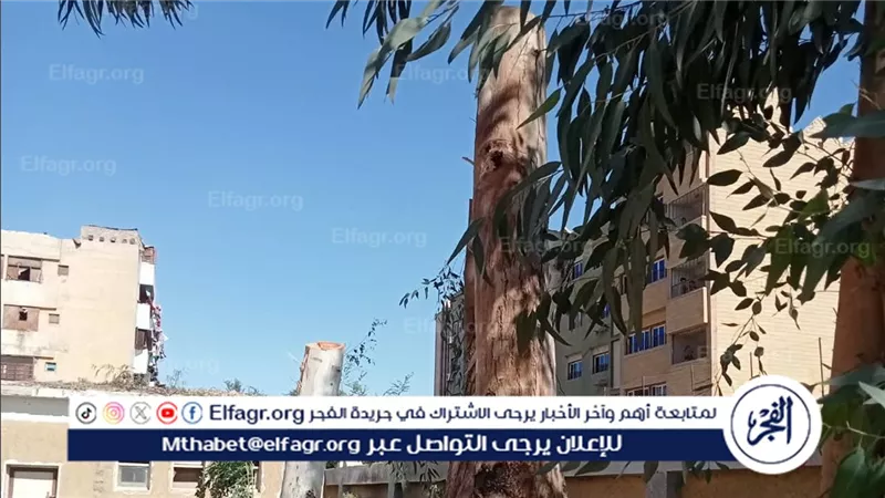 إحالة مسؤلي مدرستين إلى التحقيق بسبب قطع الأشجار المعمرة بشوهاج