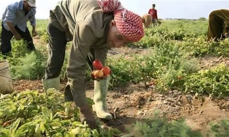 خبير اقتصادي لـ”فيتو”: الأراضي الزراعية القديمة في الدلتا تطعم 80% من المصريين