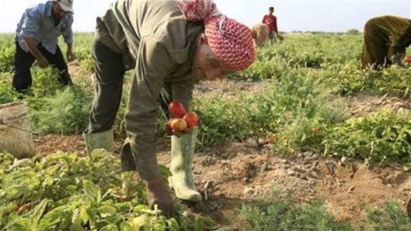 خبير اقتصادي لـ”فيتو”: الأراضي الزراعية القديمة في الدلتا تطعم 80% من المصريين