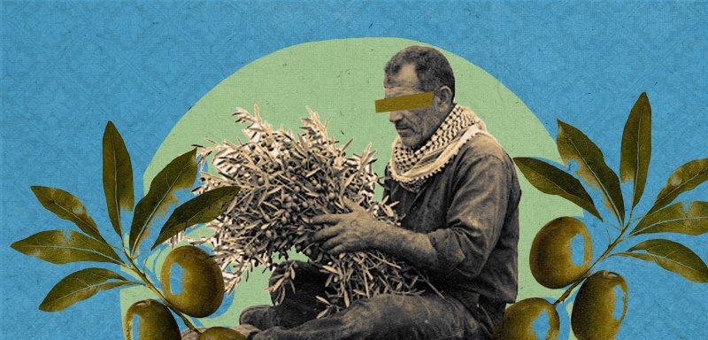 ألم لا يعرفه إلا الفلاح… المستوطنون غيّروا خريطة القطاف في الضفة الغربية