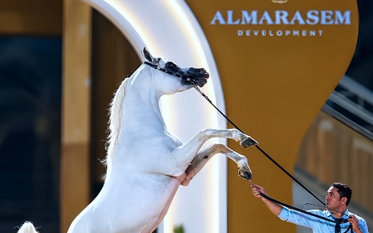 الجيزة تستضيف البطولة السنوية لجمال الخيول العربية الأصيلة بمشاركة نخبة من المربين