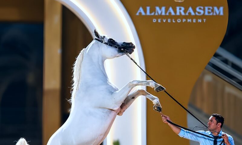 الجيزة تستضيف البطولة السنوية لجمال الخيول العربية الأصيلة بمشاركة نخبة من المربين