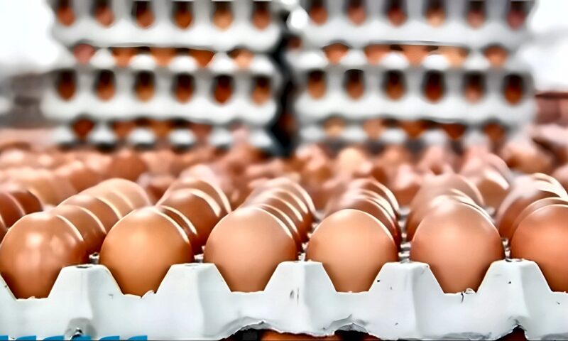 انخفاض الأبيض والأحمر وارتفاع البلدي، سعر كرتونة البيض اليوم الأحد في بورصة الدواجن