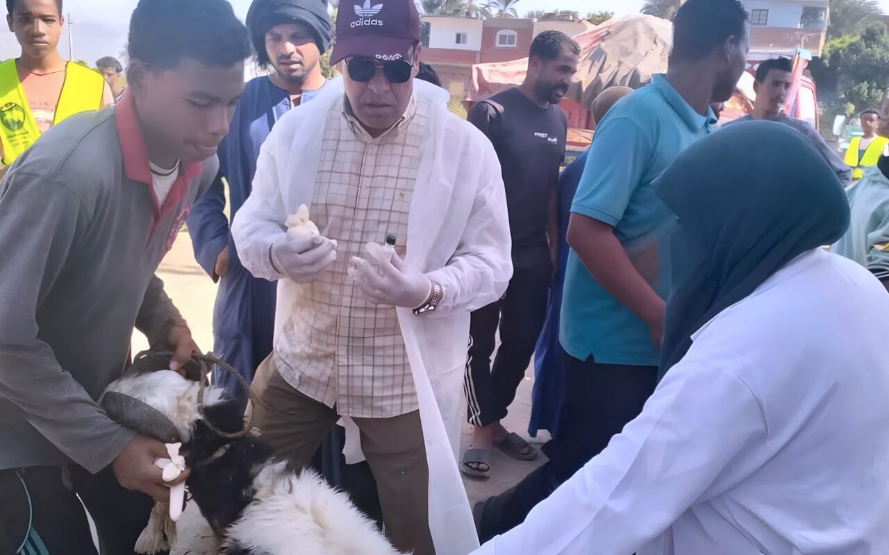 بيطري الأقصر: الكشف على 806 رءوس ماشية و211 طائر خلال قافلة بيطرية بالطود