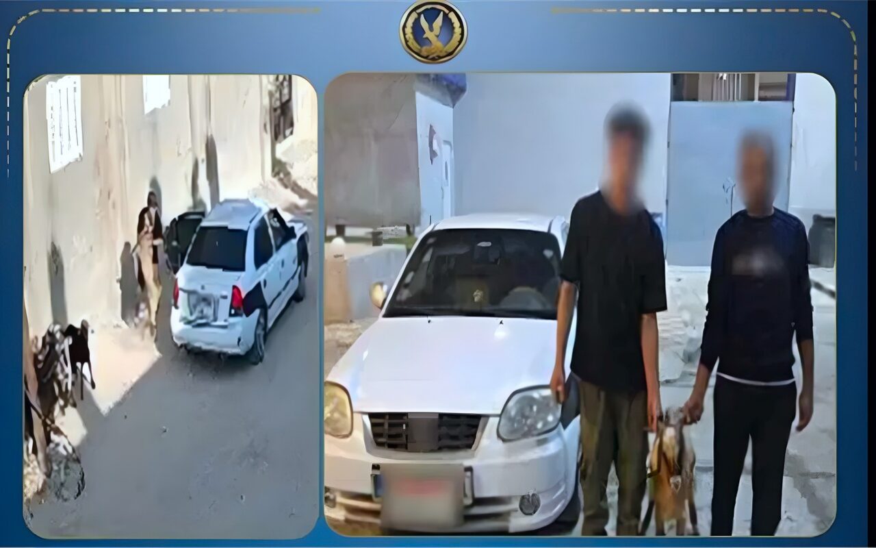 سقوط شخصين غفلا “راعية غنم” لسرقة أغنامها داخل سيارة بشمال سيناء (فيديو)