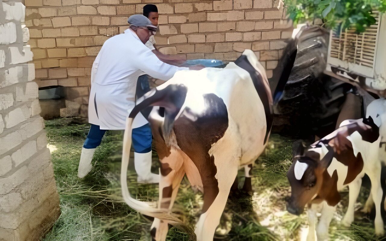الغربية.. تحصين 222 ألفا و503 حيوانات من الأبقار والأغنام والماعز