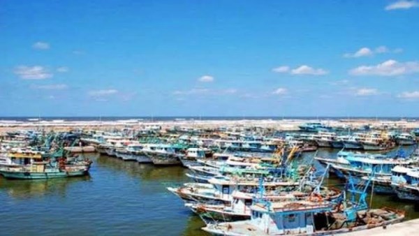 حماية الثروة السمكية.. القانون يحظر حيازة زريعة الأسماك والسلاحف البحرية دون تصريح