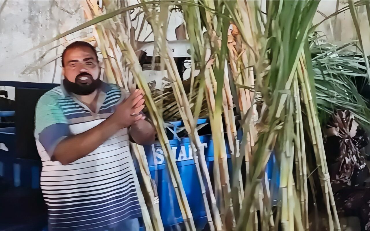 “أبو اللبايش”، قصب السكر يزين الليلة الختامية لمولد السيد البدوي بطنطا ​(فيديو)