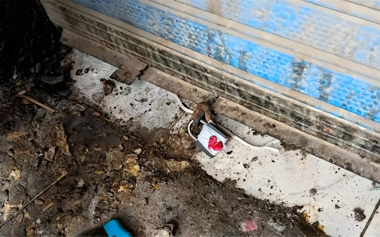 رفع إشغالات وغلق منشأة غذائية مخالفة في البدرشين
