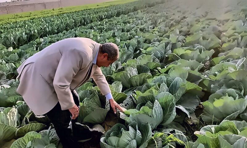 الزراعة: استعدادات لتوفير التقاوي والأسمدة ودعم المزارعين تزامنا مع الموسم الشتوي