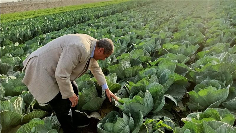 ماهر والي يكشف لـ«فيتو» روشتة خفض فاقد المحاصيل