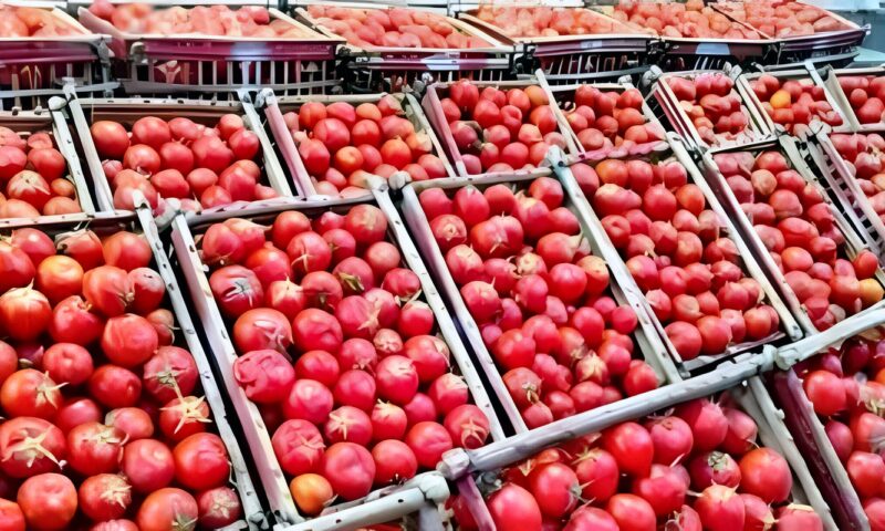 الطماطم المجففة بـ6000 دولار للطن.. نقيب الفلاحين يكشف مكاسب التصنيع الزراعي