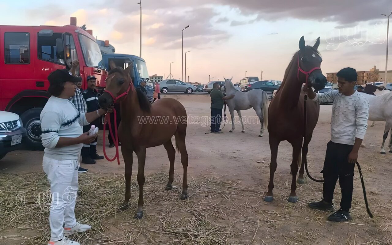 الأسعار تبدأ من 100 ألف لمليون ونصف، «فيتو» تكشف أسرار تربية الخيول العربية الأصيلة بمهرجان الشرقية (فيديو وصور)
