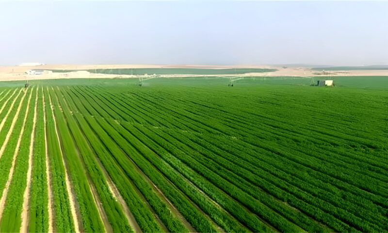 في اليوم العالمي للغذاء.. فاقد يصل إلى 50% من المحاصيل.. والتصنيع الغذائي كلمة السر لإنقاذ ثروة مصر الزراعية