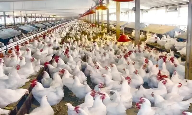 عضو اتحاد المننتجين: صناعة الدواجن تواجه مشكلات تتعلق بالعشوائية وغياب نظام واضح لتنظيم السوق