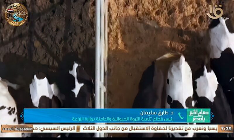 رئيس قطاع تنمية الثروة الحيوانية يكشف تفاصيل المشروع القومي للبتلو