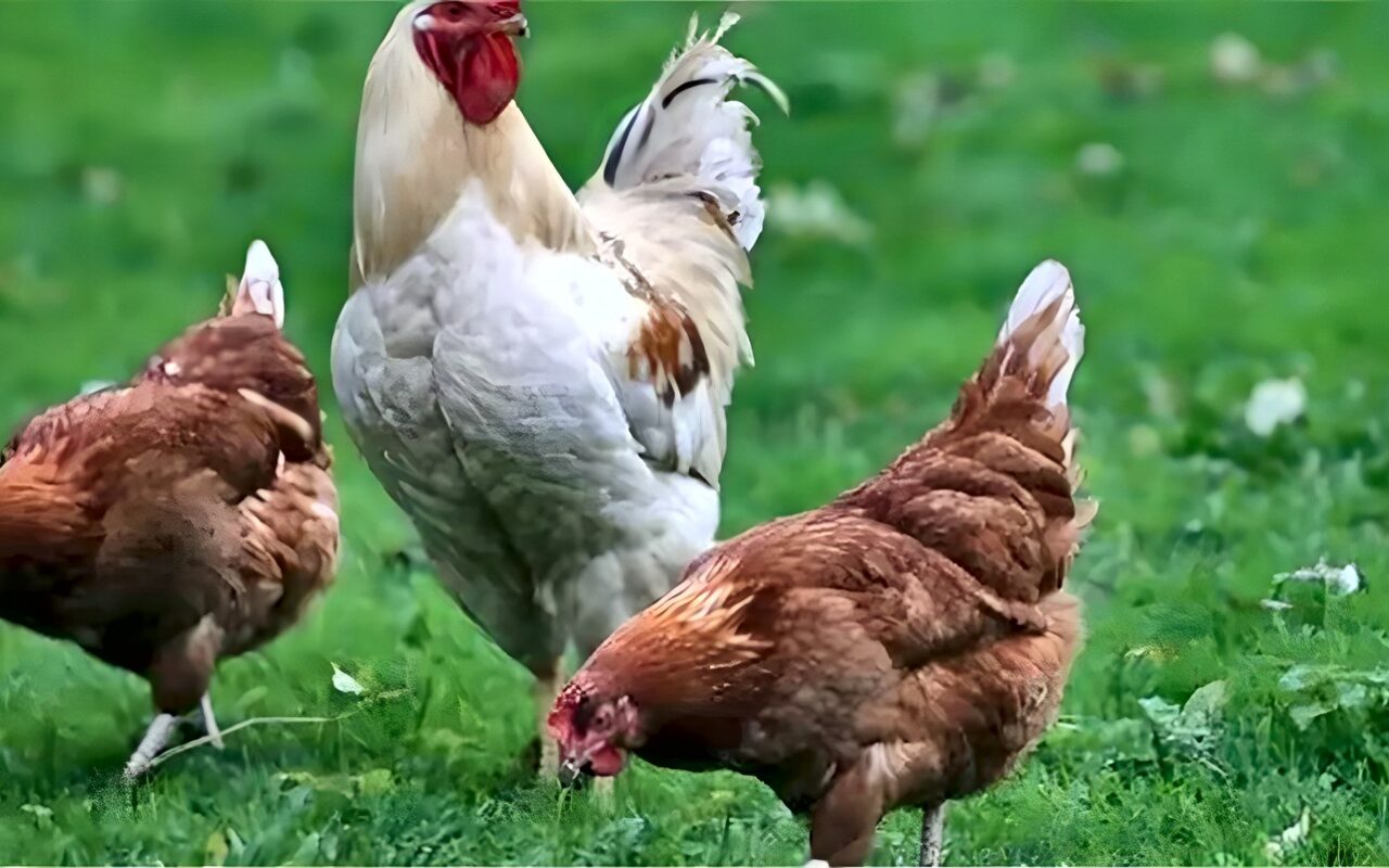 انخفاض البيضاء، سعر الفراخ اليوم الأحد 25 أكتوبر 2026