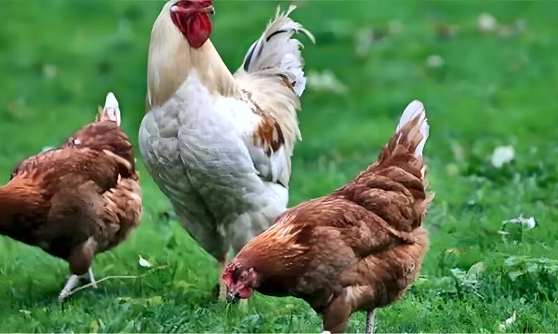 انخفاض البيضاء، سعر الفراخ اليوم الأحد 25 أكتوبر 2026