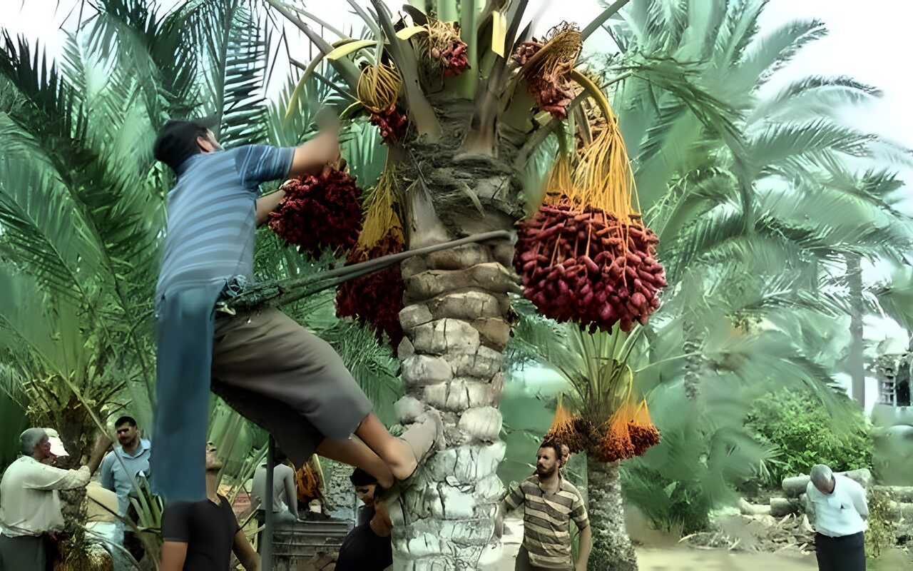 حكم أخذ الثمار الساقطة على الأرض من أشجار مملوكة للغير.. الإفتاء توضح