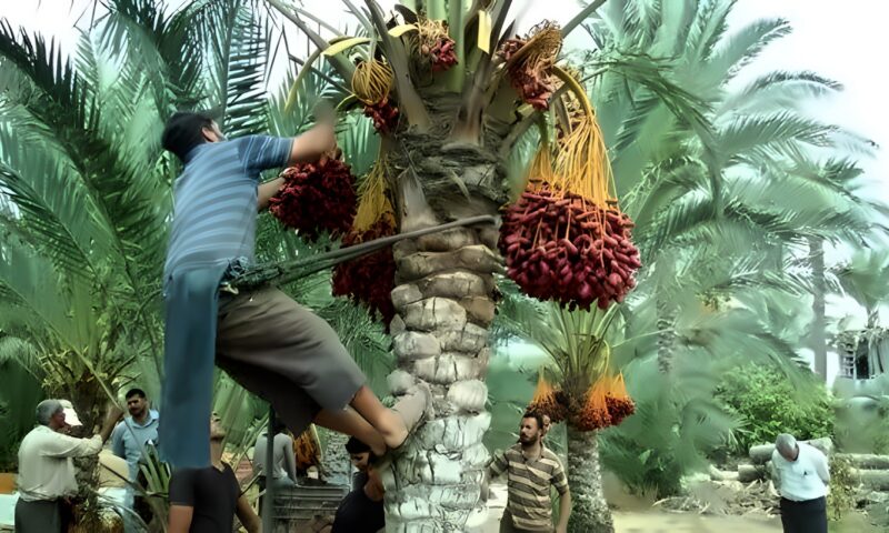حكم أخذ الثمار الساقطة على الأرض من أشجار مملوكة للغير.. الإفتاء توضح