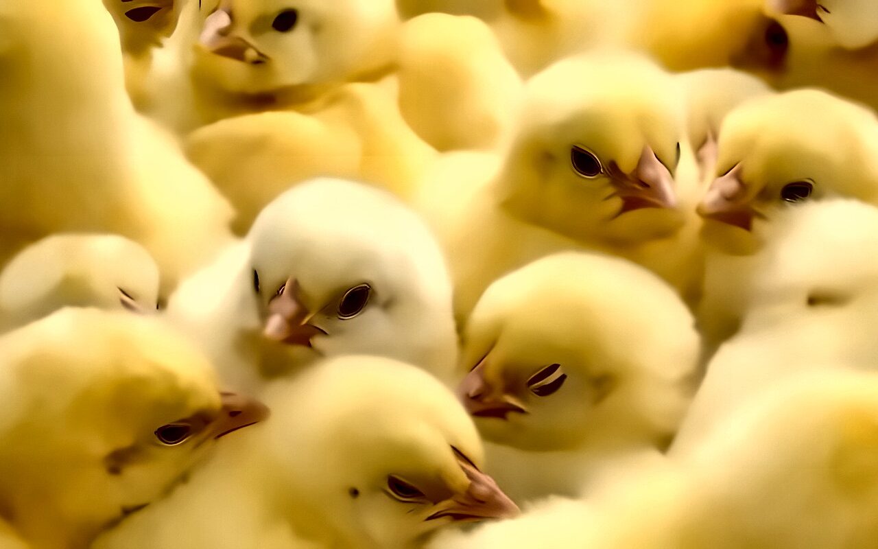 تبدأ من 14 جنيها، أسعار الكتاكيت والبط اليوم السبت في بورصة الدواجن